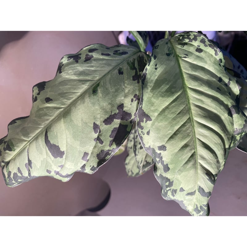 Aglaonema pictum Aglaonema pictum