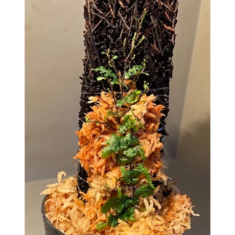 Teratophyllum "Birdwing-fern" from Bentong [AZ0117-3]