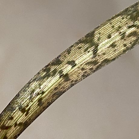 Oeceoclades spathulifera ②