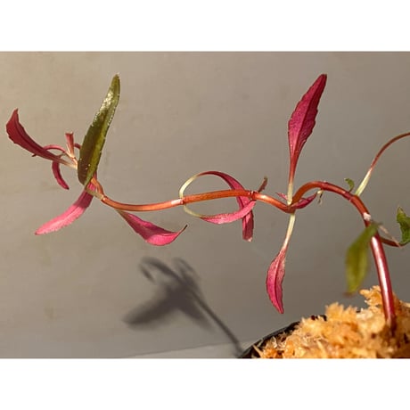 Sonerila linearis from Kedah Malaysia [LA0717-02]