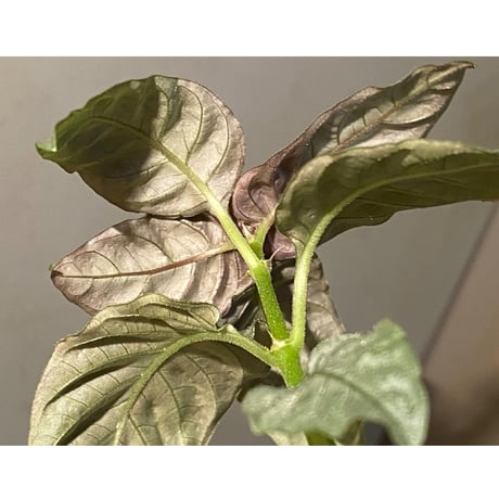 Ophiorriza sp. "鋼" from Aceh Selatan [HW0816-03]