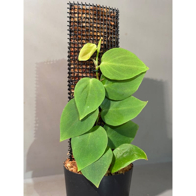 Philodendron sp. from Iquitos Peru [tanakay] |