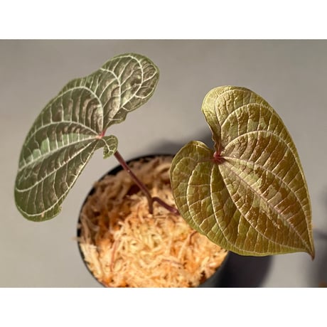 Dioscorea dodecaneura (discolor)