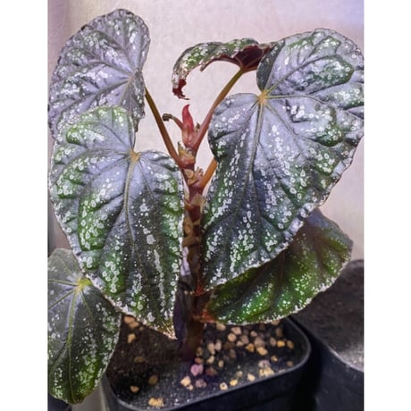 Begonia handelii var. prostrata from Viet Nam
