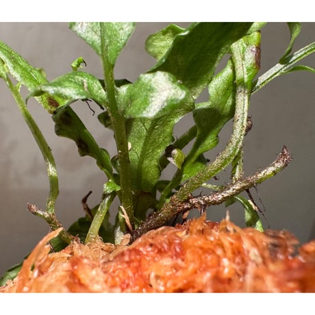 Bolbitis sinuosa from Philippines