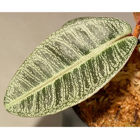 Labisia sp. from Riau sumatera