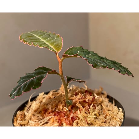 Labisia sp. from Riau Sumatera