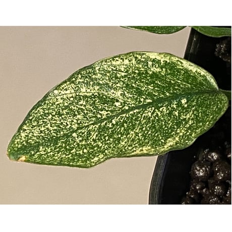 Anubias barteri var. nana "variegated"