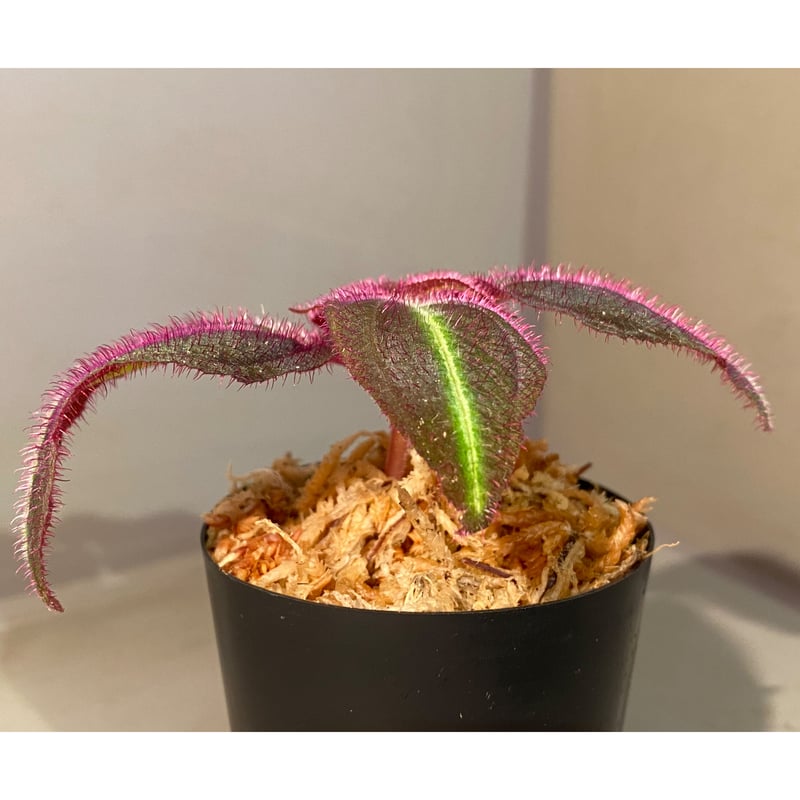 Sonerila sp. 