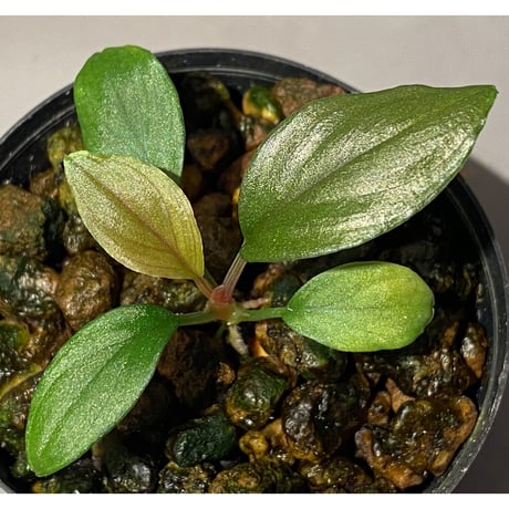 Homalomena sp. from Solok sumatera [LA0315-2]