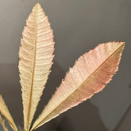 Sauvagesia serrata from Kapuas hulu West Kalimantan