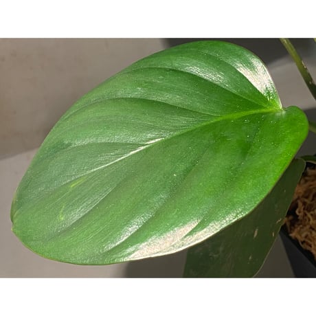(大株) Homalomena sp. "Green widow" BNN from Sibolga timur [AZ0823-11]