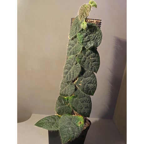 Ficus sp. from Selangor