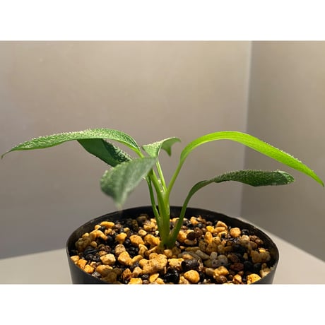 Homalomena hasei "狐尾" from Aceh sumatera [LA0616-04]