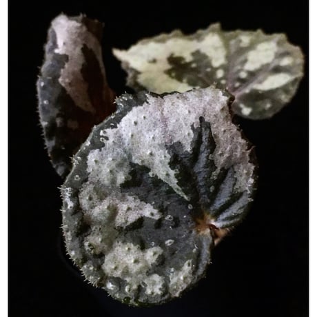 Begonia sp. from Lang Son [YH030519] TK