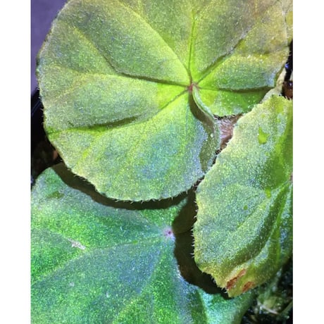 Begonia sp . Blue type from Malay Peninsula [KN]