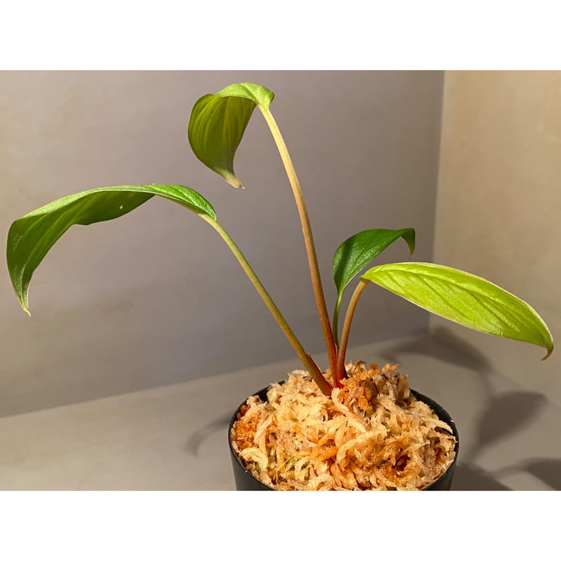 Homalomena sp. from Padang sumatera [LA0117-02]