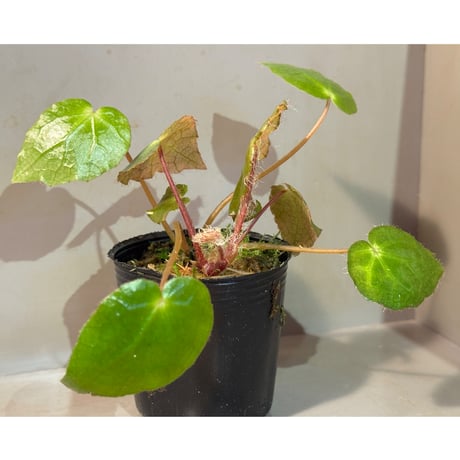 Begonia cf. ferox from Cao Bang [YH040519BK] TK