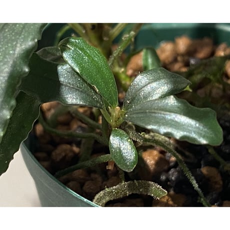 Bucephalandra sp. "Crocodile"