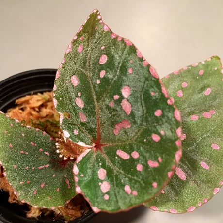 Begonia roseopunctata fromPakan Malaysia Sarawak [RIO]