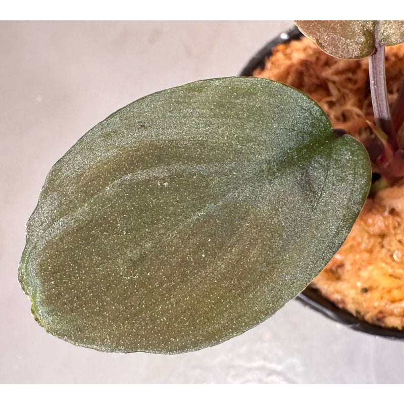 Homalomena sp. from Sarawak Borneo [KSB] | M・R・G・R