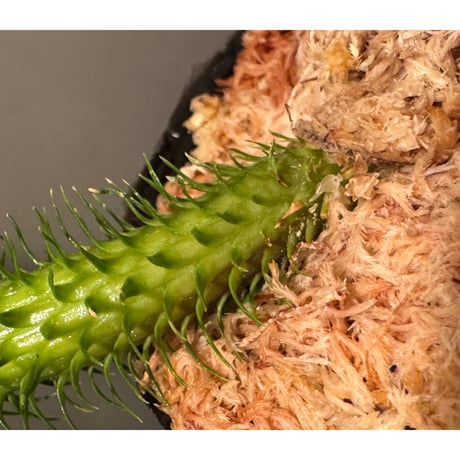 Phlegmariurus squarrosus