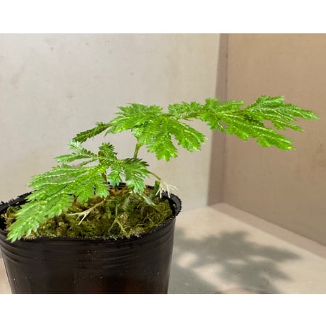 Selaginella sp. from Bogor West Java