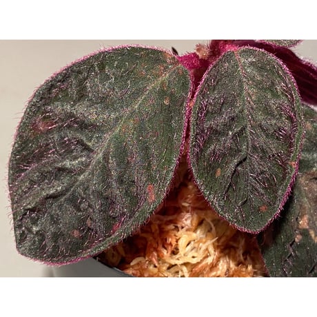 Codonoboea cf. pumila from Padang sumatera [LA1016-01] ②