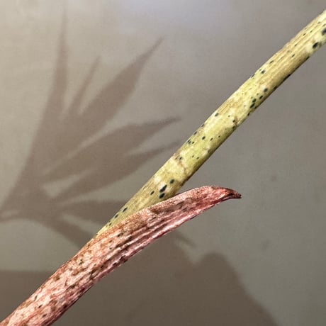 Amorphophallus pendulus from Kapuas hulu West Kalimantan