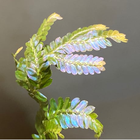Selaginella sp. from Kapuas hulu Kalimantan barat ②