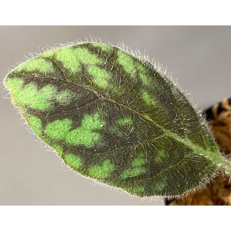 Kohleria amabilis from Colombia