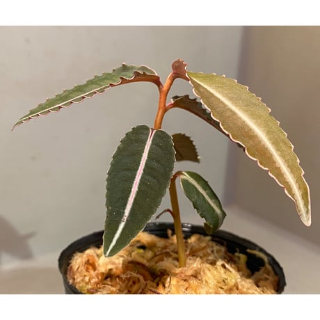 Labisia pumila from Solok sumatera [LA0117-01]