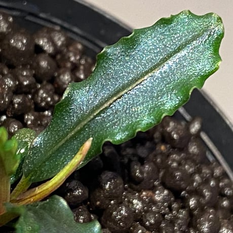 Bucephalandra sp. from "Mangat" [MF0417-2A] ②