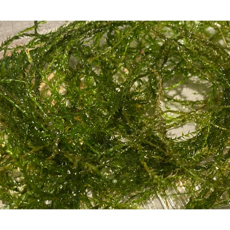 Moss from Borneo