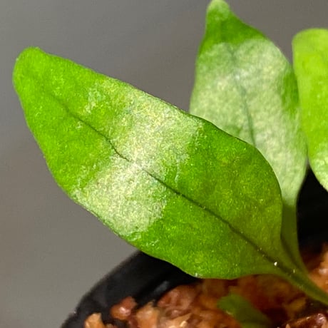 Microsorum sp. "Timika" Papua [TB]