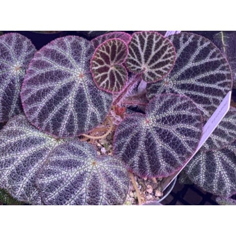 Begonia ningmingensis var. bella