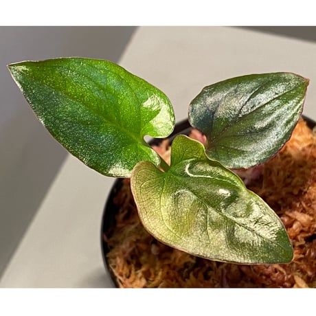 Syngonium sp. from Choco Colombia [tamakay]
