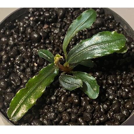 Bucephalandra sp. "MEDUSA"