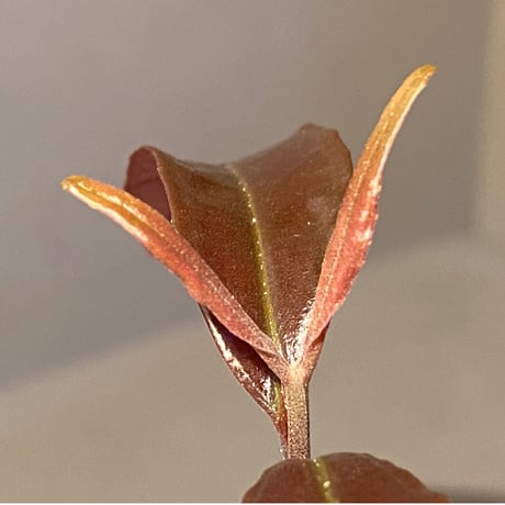 Medinilla sp. from Irian Jaya Papua