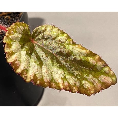 Begonia sp. from Ha Giang North Vietnam