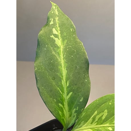 Aglaonema pictum tricolor from Aceh sumatera [LA0819-01b]