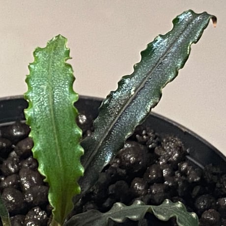 Bucephalandra sp. from "Mangat" [MF0417-2A] ②