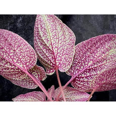 Sonerila sp. from Phitsanulok