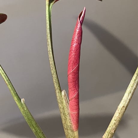 Syngonium sp. from Choco Colombia [tanakay]