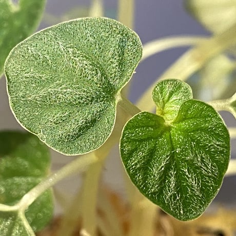 Peperomia sp. from Iquitos Peru [tanakay]