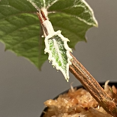 Pterisanthes sp. from Sabah-1 [R0515-01a]