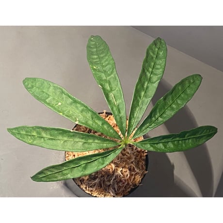 Anthurium polyschistum from Napo Ecuador [tanakay]