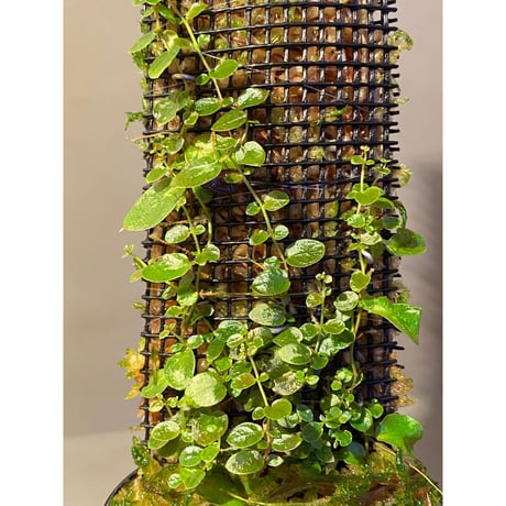 Ficus sp. from Aceh sumatera [LA0616-04]