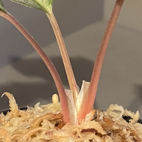 Homalomena sp. "Pink Velvet" from Kepulauan Riau [KN]