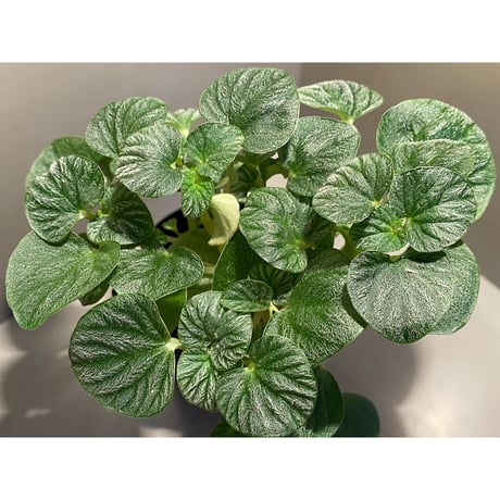 Peperomia sp. from Iquitos Peru [tanakay]